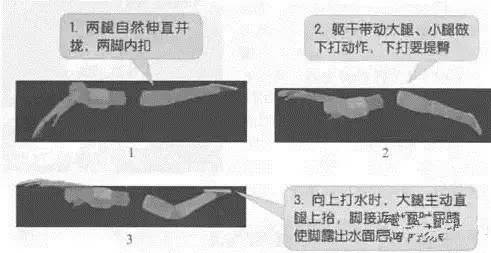 游泳技巧动作蝶泳有时间要求吗_蝶泳游泳时的技巧动作有哪些_蝶泳游泳姿势