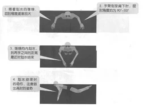 蝶泳游泳姿势_游泳技巧动作蝶泳有时间要求吗_蝶泳游泳时的技巧动作有哪些