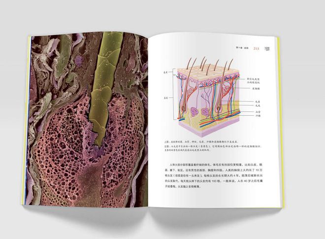 癌症常识基本内容_癌症常识基本知识_癌症的基本常识