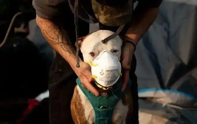 疫情期间宠物_疫情期间宠物的生活方式_宠物疫情期间方式生活怎么办