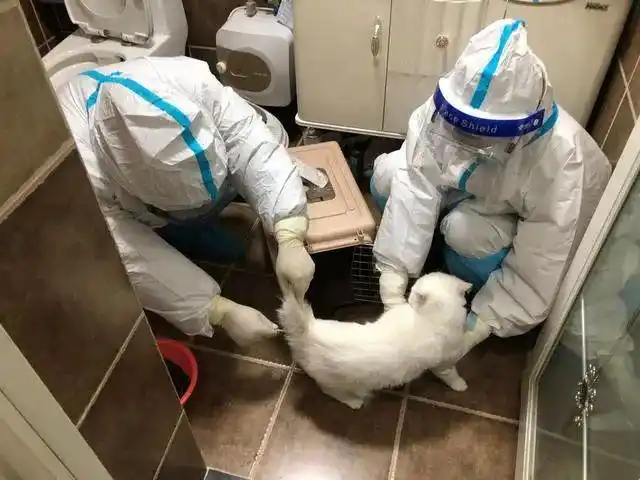 宠物疫情期间方式生活怎么办_疫情期间宠物_疫情期间宠物的生活方式